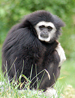 Weißhandgibbon