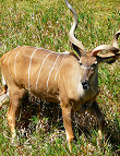 Großer Kudu