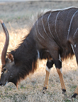 Nyala