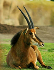 Rappenantilope