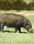 Riesenwaldschwein