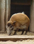 Pinselohrschwein