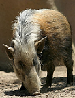 Buschschwein