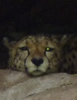 Gepard