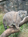 Manul