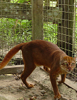 Borneo-Goldkatze