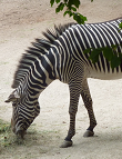 Grevyzebra