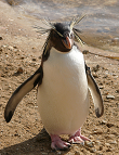 Felsenpinguin