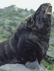 Nördlicher Seebär