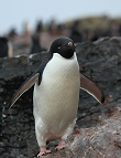 Adeliepinguin