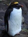 Goldschopfpinguin