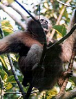 Weißbrauengibbon