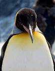 Kaiserpinguin