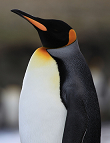 Königspinguin