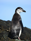 Zügelpinguin