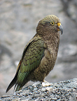 Kea