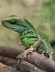 Grüne Wasseragame