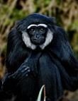 Schwarzhandgibbon