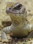 Wüstenleguan