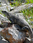 Gemeiner Schwarzleguan