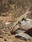 Zebraschwanzleguan