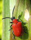 Lilienhähnchen