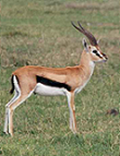 Thomson-Gazelle