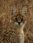 Serval