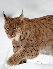 Eurasischer Luchs