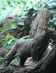 Jaguarundi