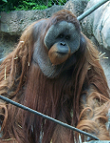 Borneo-Orang-Utan