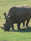 Breitmaulnashorn