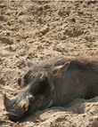 Warzenschwein