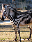 Bergzebra