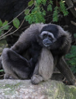 Grauer Gibbon