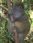 Östlicher Bambuslemur