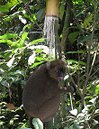 Großer Bambuslemur