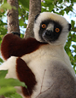 Coquerel-Sifaka