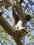 Von-der-Decken-Sifaka