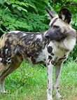 Afrikanischer Wildhund