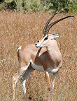 Grant-Gazelle