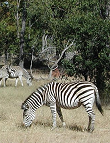 Steppenzebra